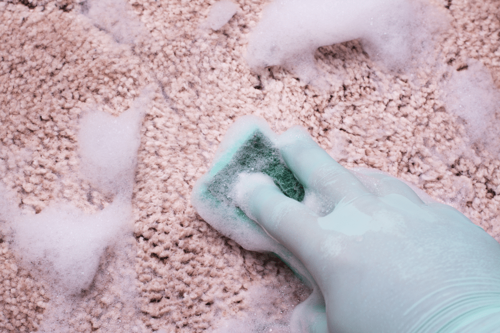 cleaning carpet using carpet shampoo with a green sponge