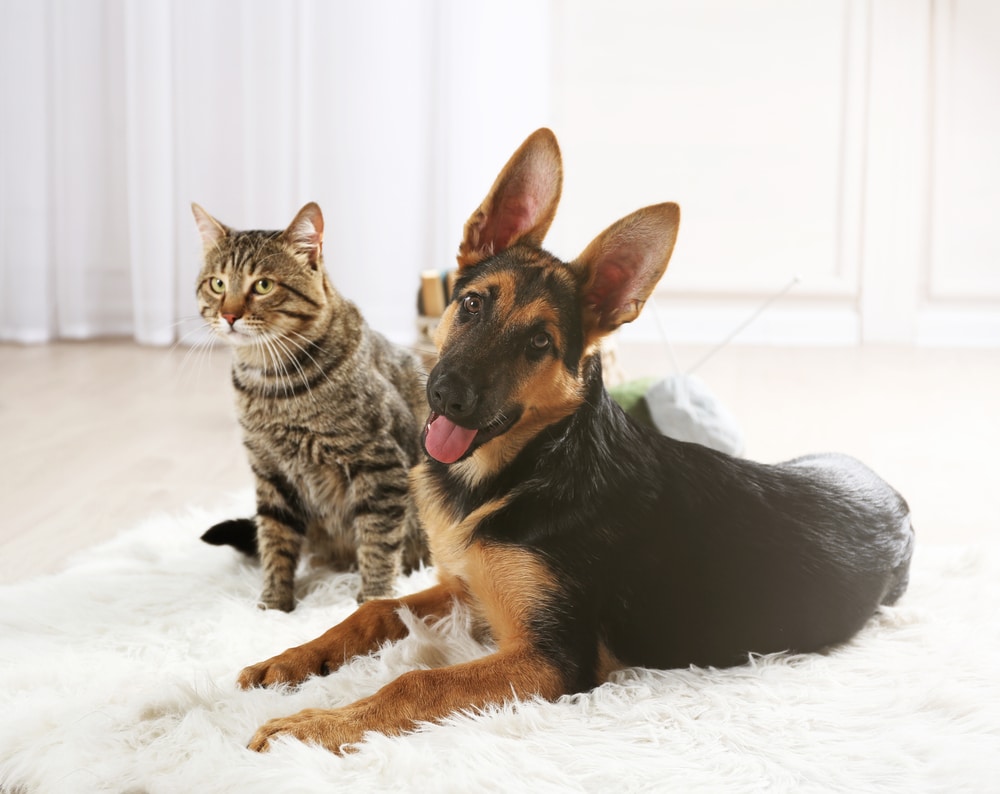 Cute,Cat,And,Funny,Dog,On,Carpet