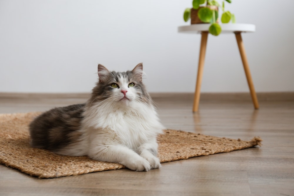 Fluffy,Siberian,Cat,Sitting,On,The,Jute,Wicker,Rug ,Beautiful