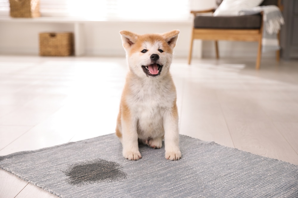 Adorable,Akita,Inu,Puppy,Near,Puddle,On,Rug,At,Home