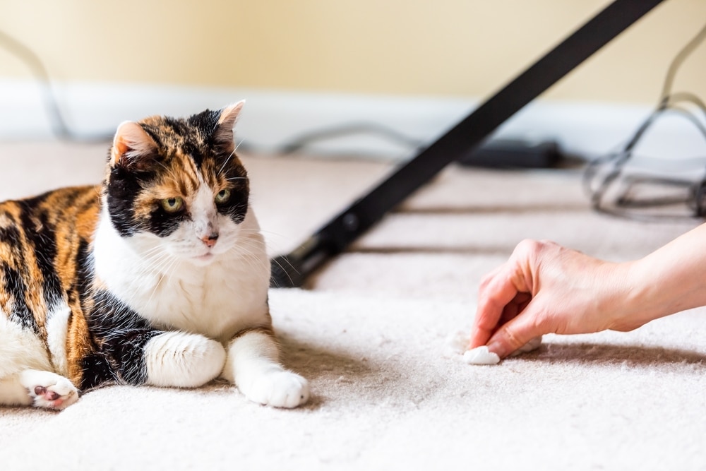 Calico,Cat,Guilty,Face,Funny,Humor,On,Carpet,Inside,Indoor