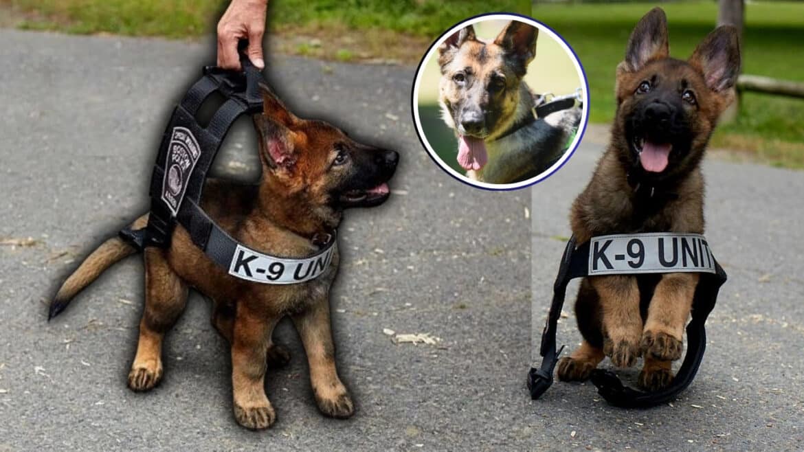 Too Friendly to Sniff, Perfect to Love: The Surprising Truth About Adopting Ex‑Police Dogs