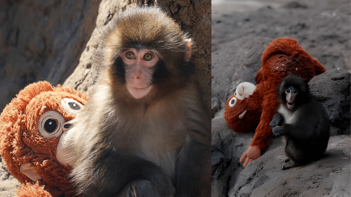 Viral Abandoned Monkey Finally Gets First Real Hug From Adult Troop Member — A Heartwarming Turnaround